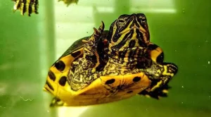how to take care of a yellow belly turtle