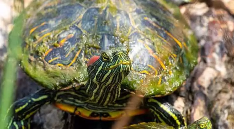 what can i feed my red eared slider