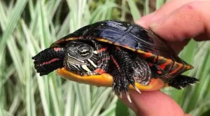 what do painted turtles look like