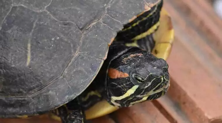 what do red eared slider turtles need
