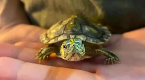 what to feed baby yellow belly slider turtles