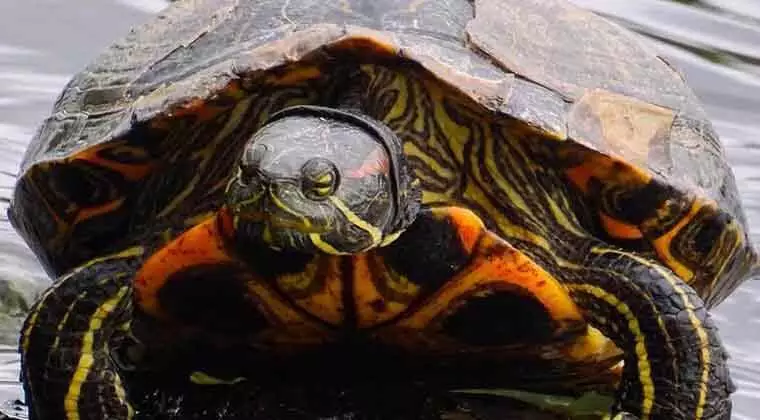 what to feed red eared slider turtles