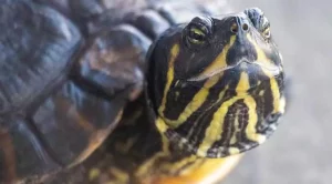 what to feed yellow belly slider turtles