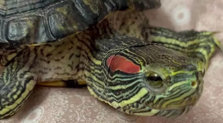 where do red eared sliders live