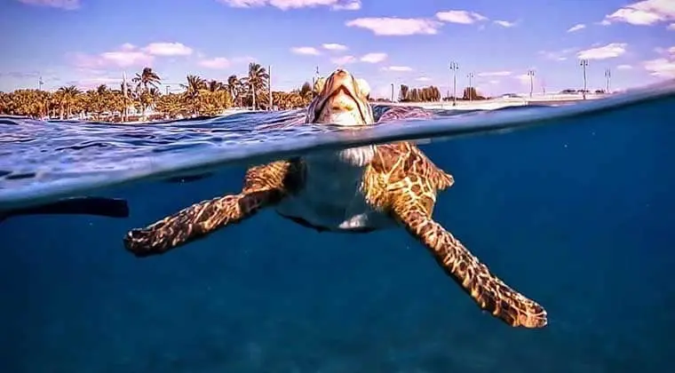 where to see sea turtles in the united states