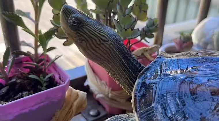 why is my turtle sneezing