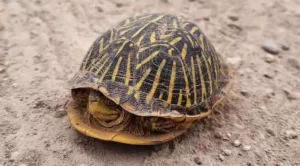 are box turtles endangered