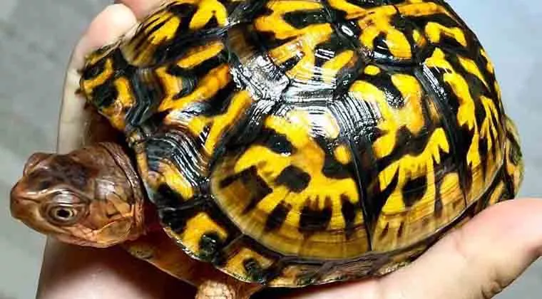 are eastern box turtles dangerous