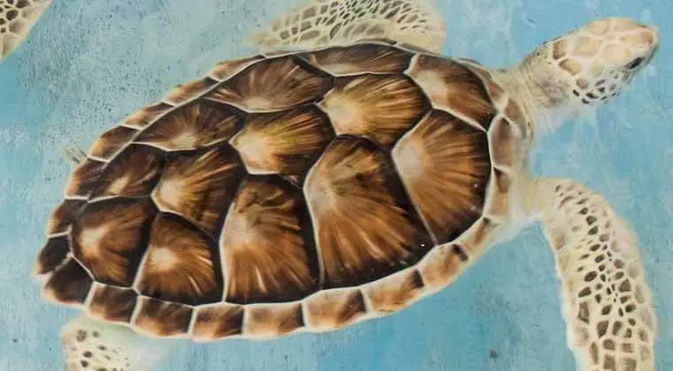 are loggerhead sea turtles endangered
