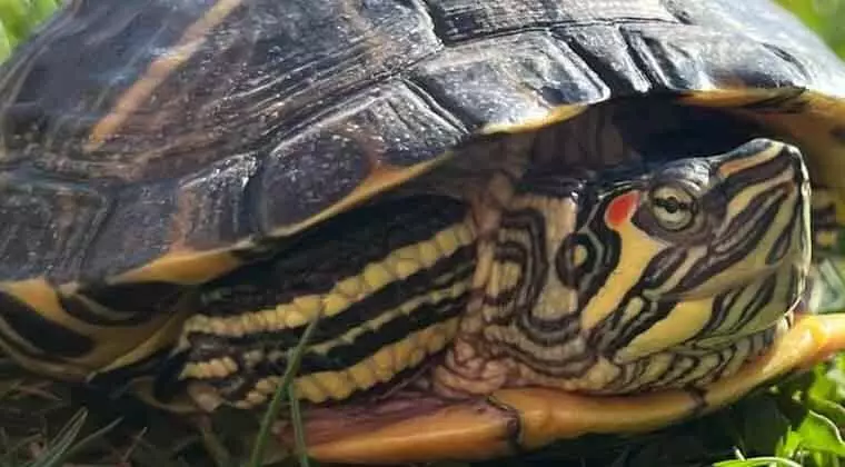 are red eared sliders aggressive