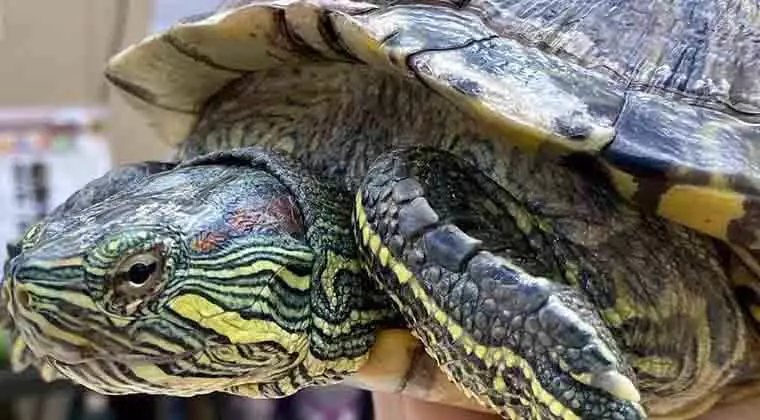 are red eared sliders endangered