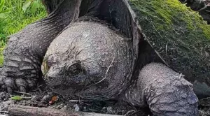 can a snapping turtle bite your finger off