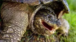 can a snapping turtle hurt you