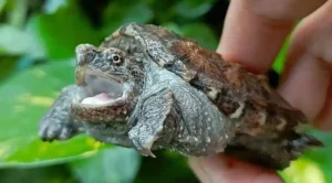 can baby snapping turtles swim