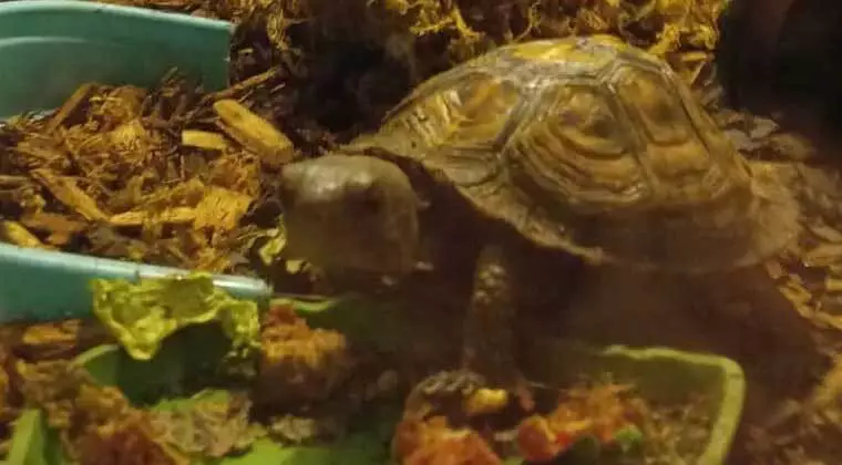 can box turtles eat celery