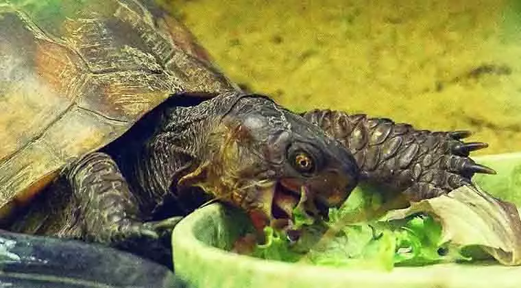 can box turtles eat spinach