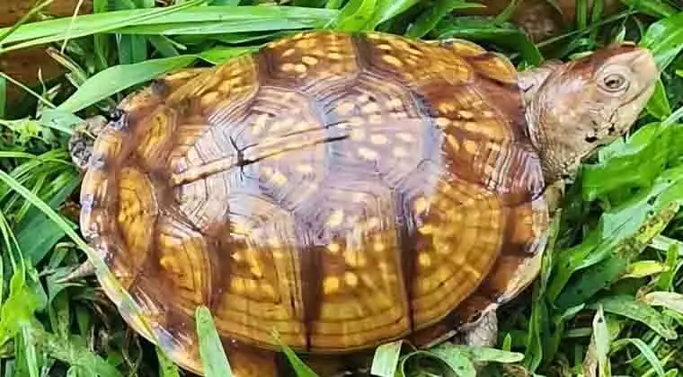 can box turtles eat watermelon