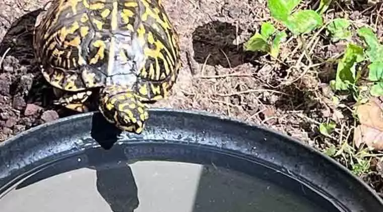 can box turtles live in water