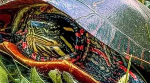 can painted turtles eat carrots