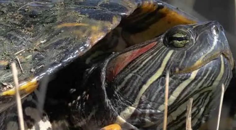 can red eared sliders eat blueberries