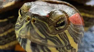 can red eared sliders eat fruit