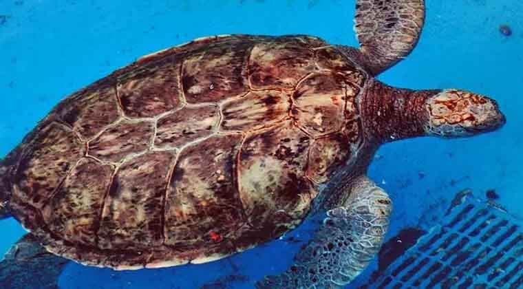 can sea turtles hide in their shells