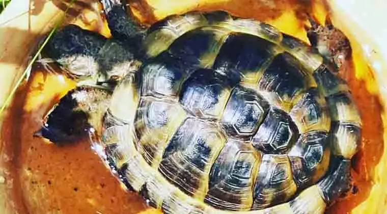 can turtles breathe through their anus