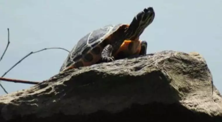 can turtles climb