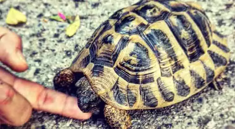 can turtles live without their shell