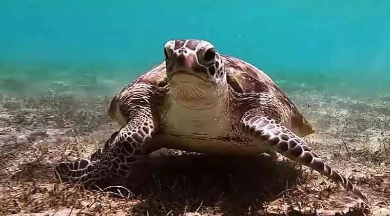 can turtles sleep underwater