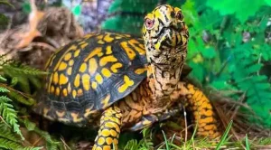 can you keep a wild box turtle as a pet