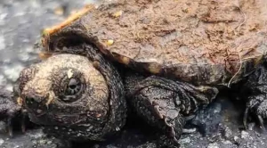 can you keep an alligator snapping turtle as a pet
