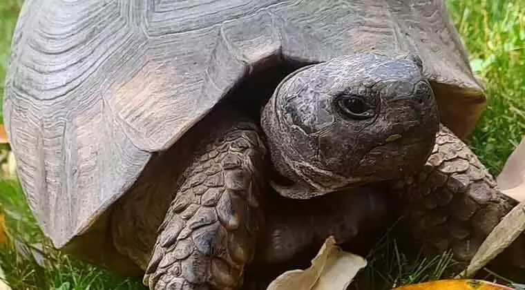 do turtles recognize their owners