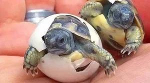 how big are box turtle eggs