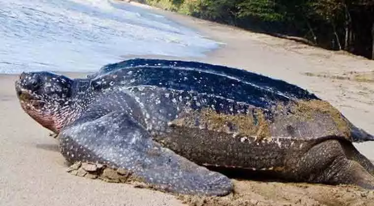 how big can leatherback sea turtles get