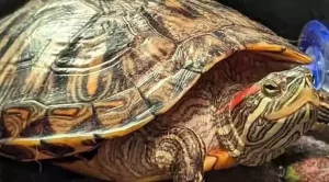 how big do red eared sliders get