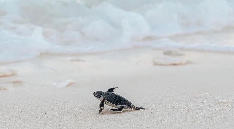 how do baby turtles know to go to the ocean