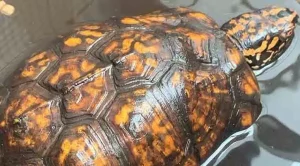 how do box turtles breathe underground