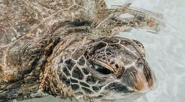how does plastic affect sea turtles