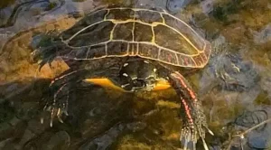 how long can a painted turtle stay underwater