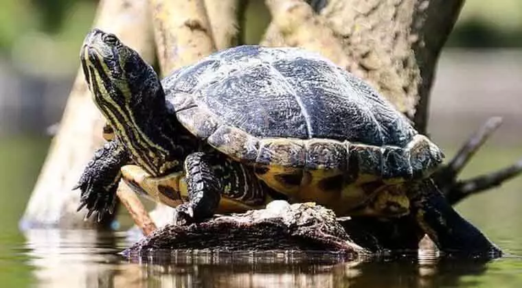 how long can a turtle go without water