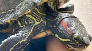 how long can red eared sliders go without water