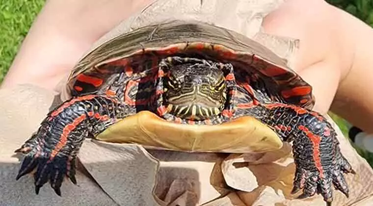 how long do pet turtles live