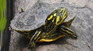 how long does a yellow belly turtle live