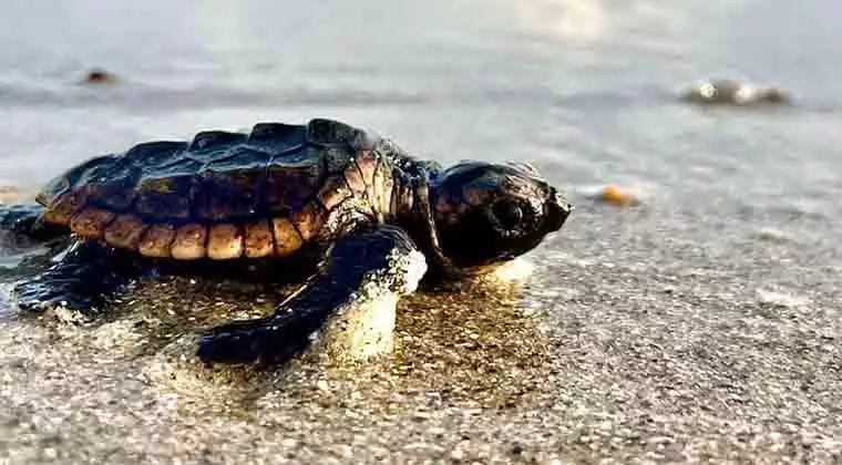 how many baby sea turtles make it to the ocean