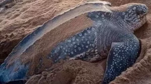 how many eggs does a loggerhead sea turtle lay