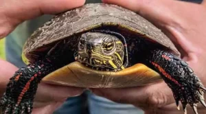 how much do painted turtles cost