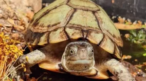how often does a box turtle eat