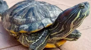 how often should i feed my red eared slider