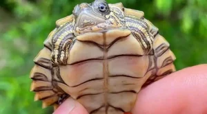 how old do pet turtles live